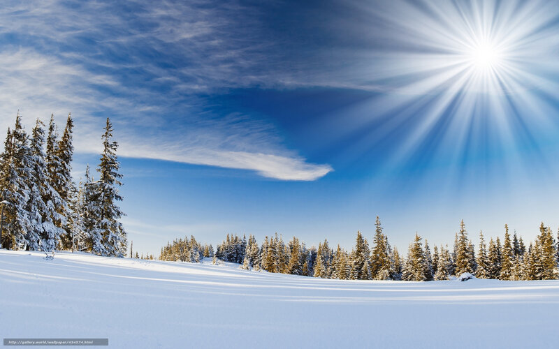 Sunlit snowy forest landscape