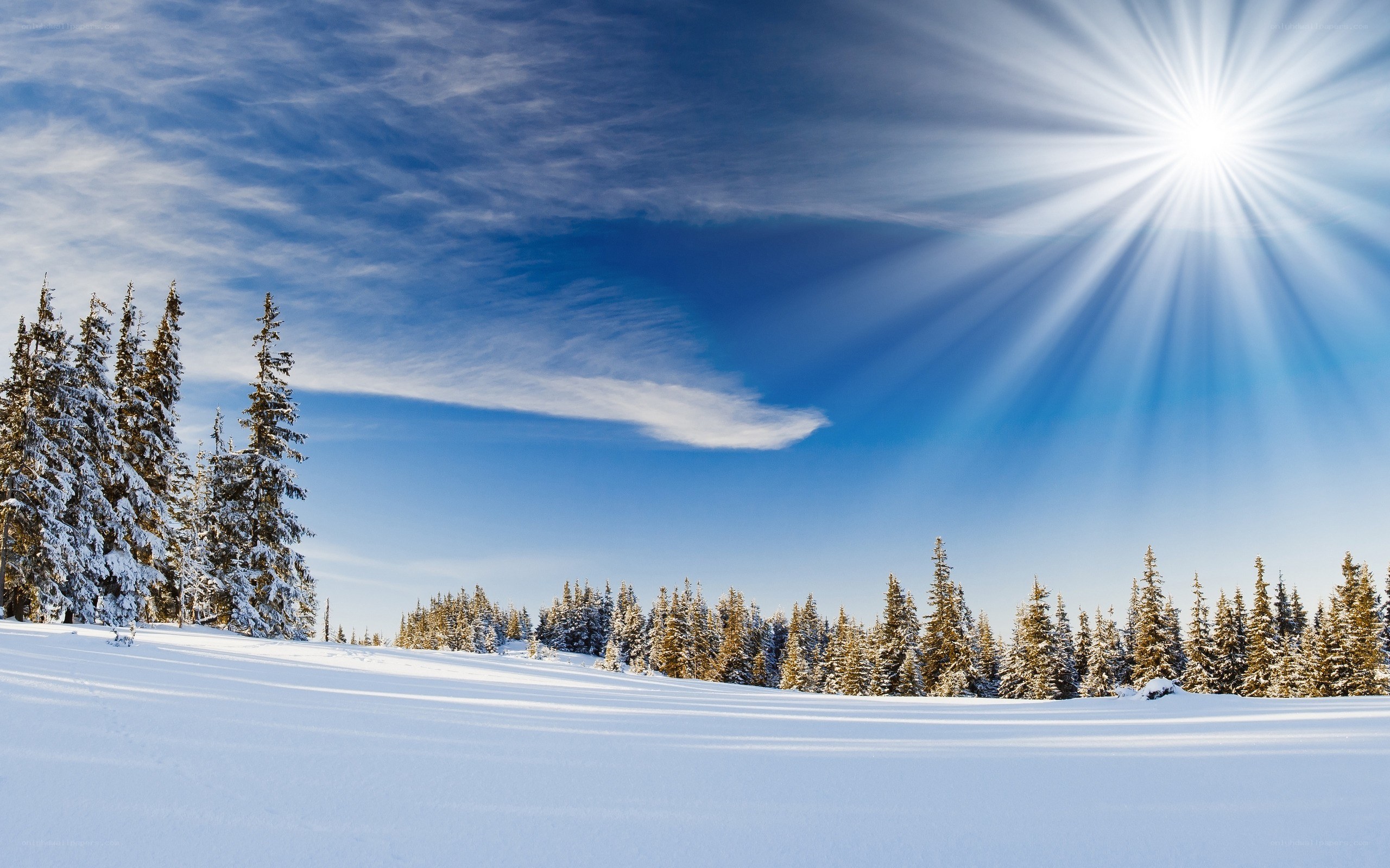 Sunlit snowy forest landscape