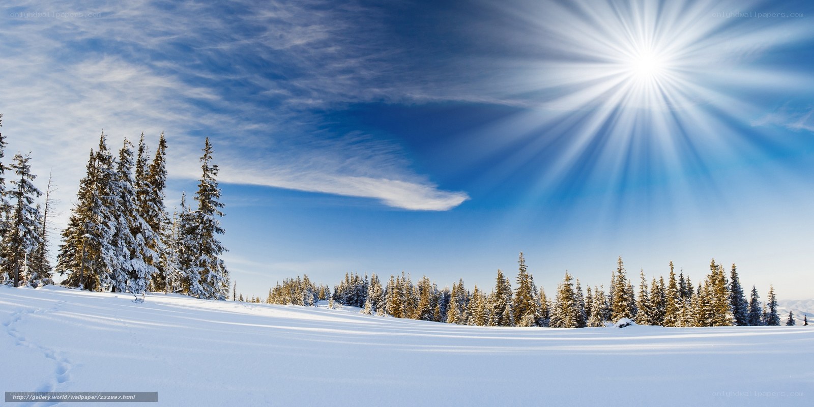 Sunlit snowy forest landscape