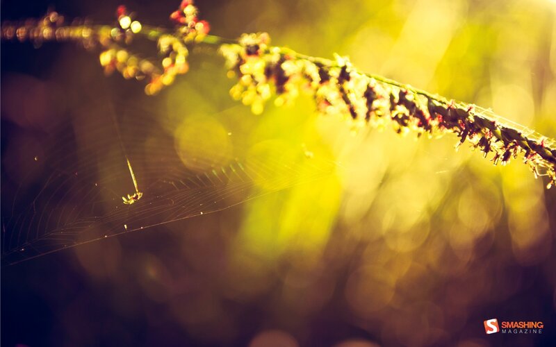 Sunlit spiderweb and plant