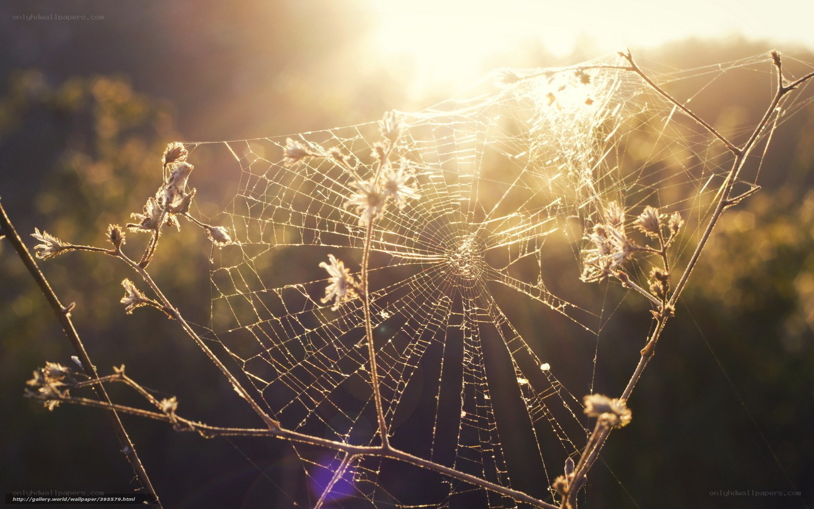 Sunlit spiderweb at dawn