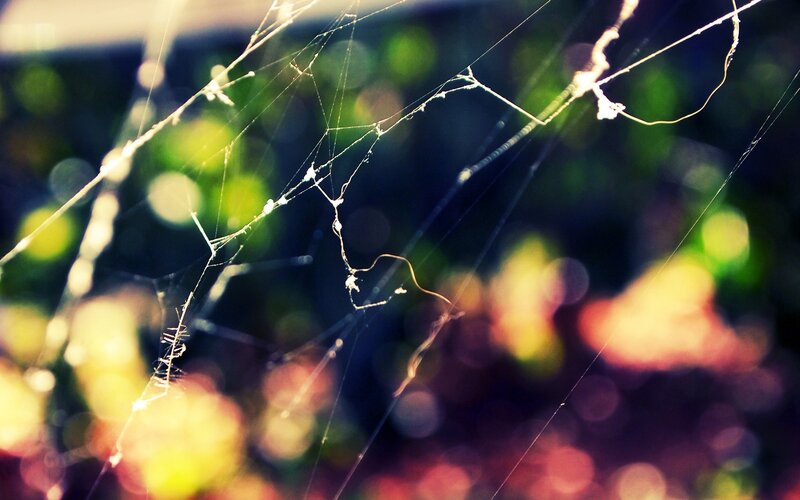 sunlit spiderweb in nature