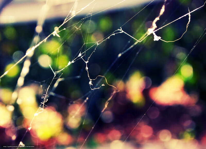 Sunlit spiderweb in nature