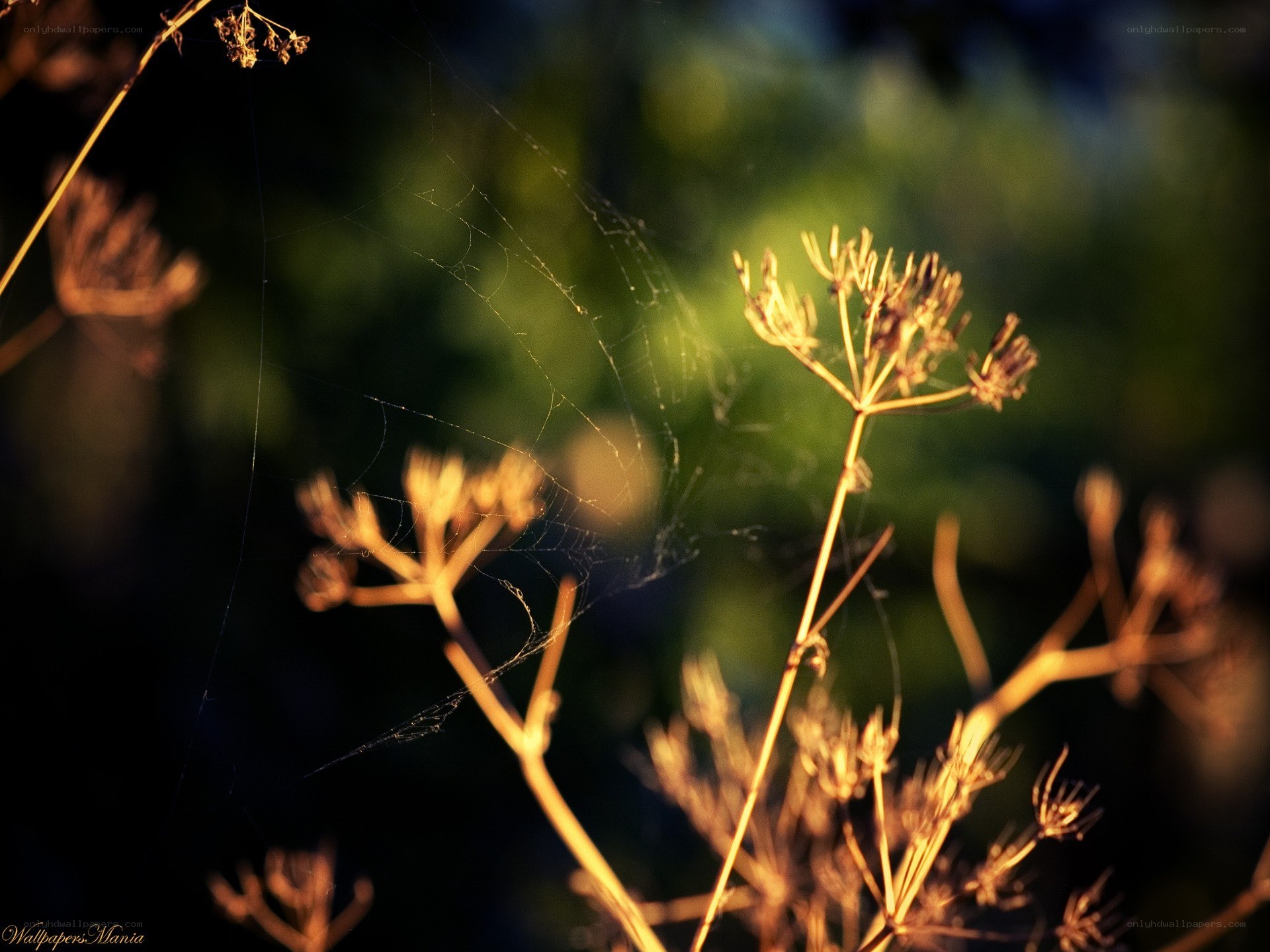Sunlit spiderweb on dried plants