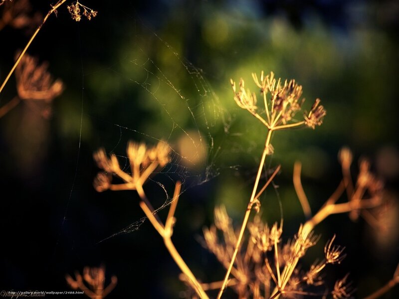 Sunlit spiderweb on dried plants