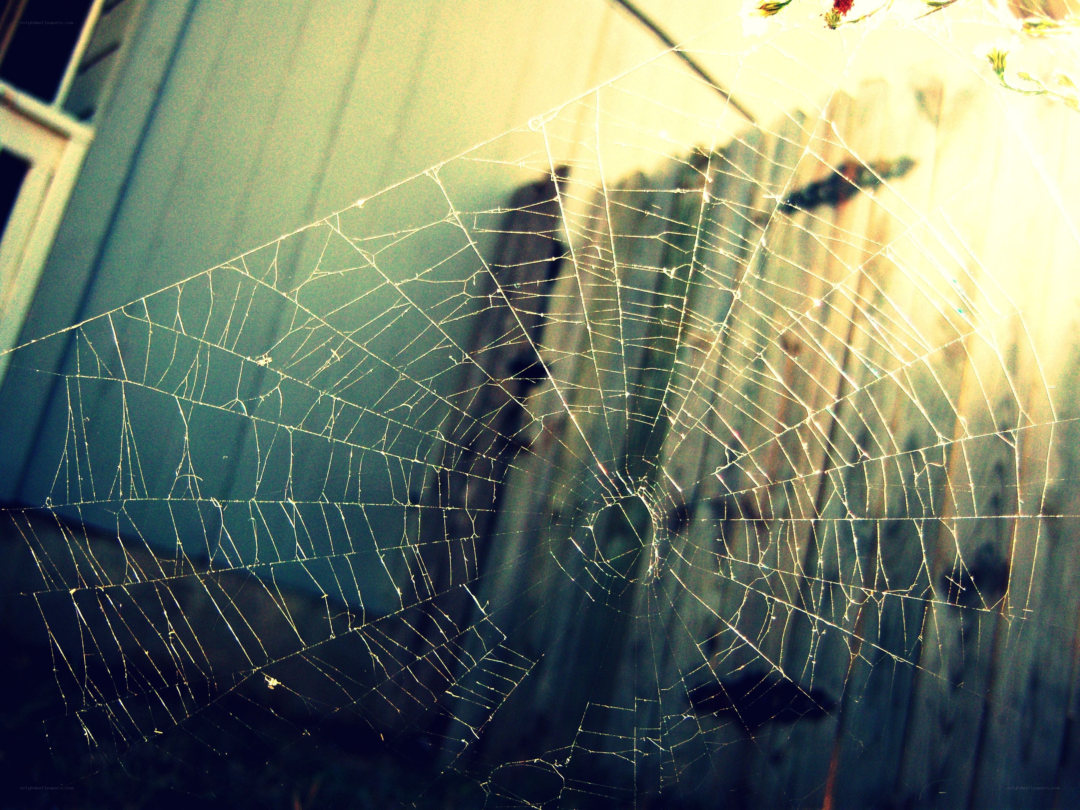 sunlit spiderweb on fence