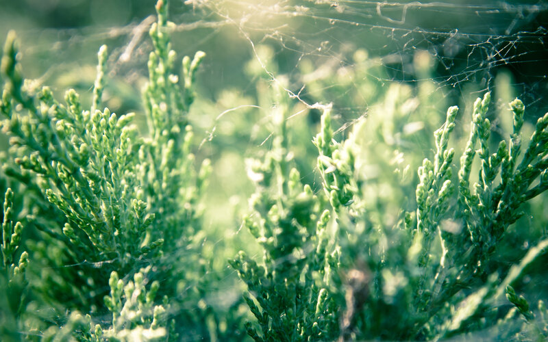 Sunlit spiderweb on green shrub