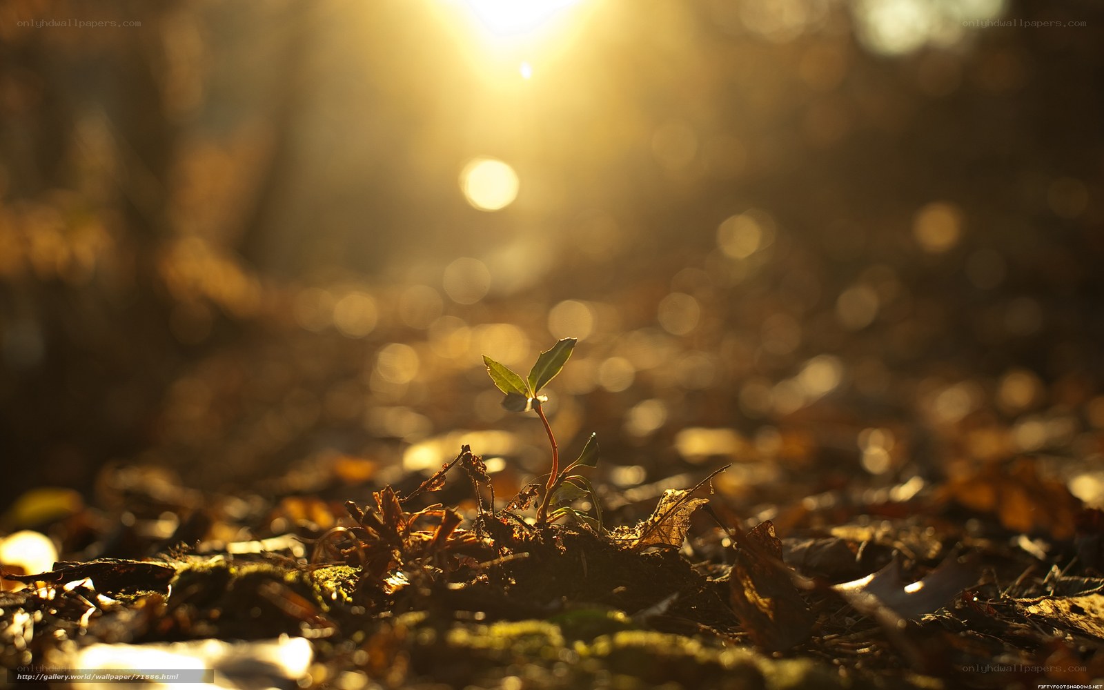 Sunlit sprout in forest