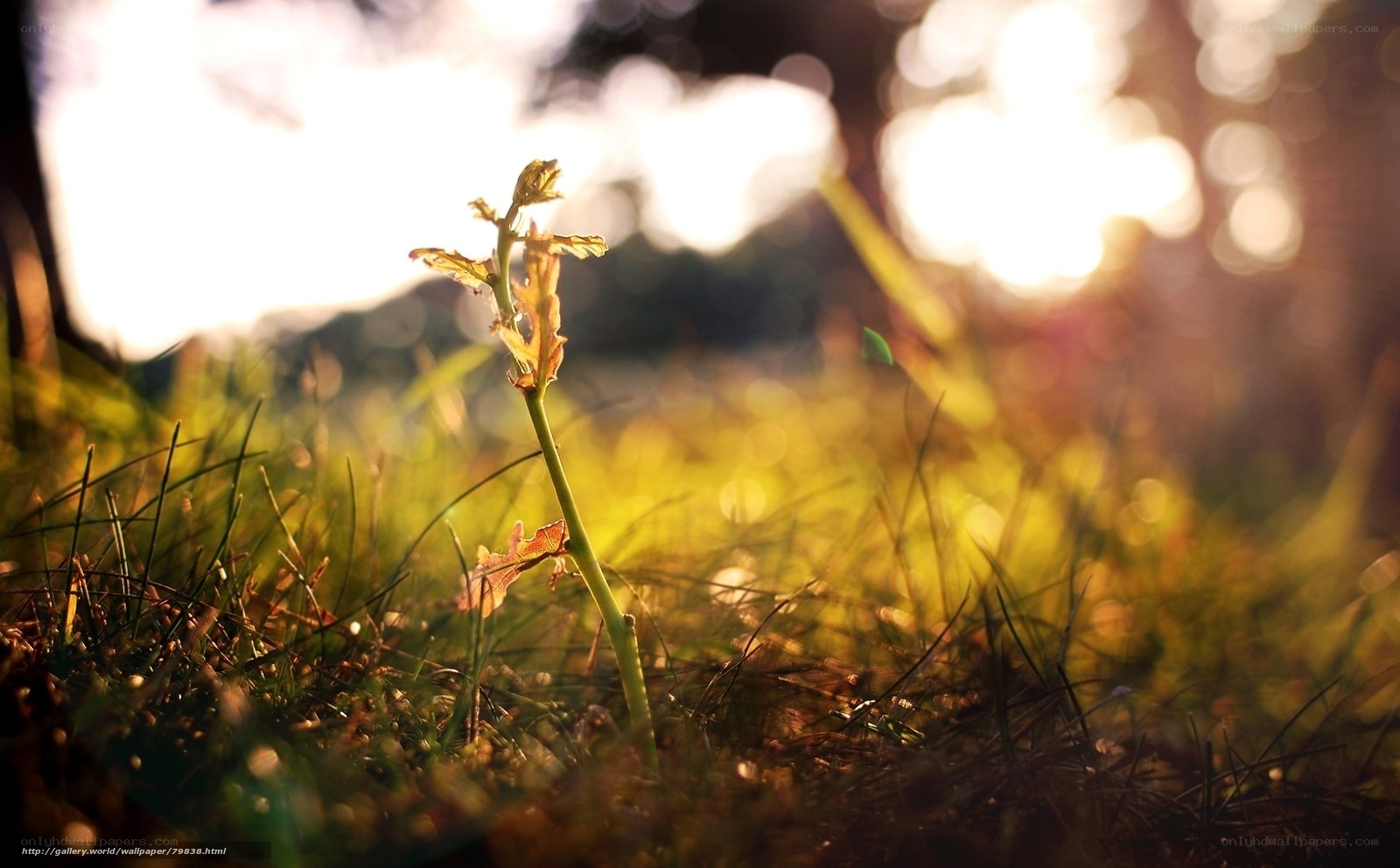 Sunlit sprout in grass