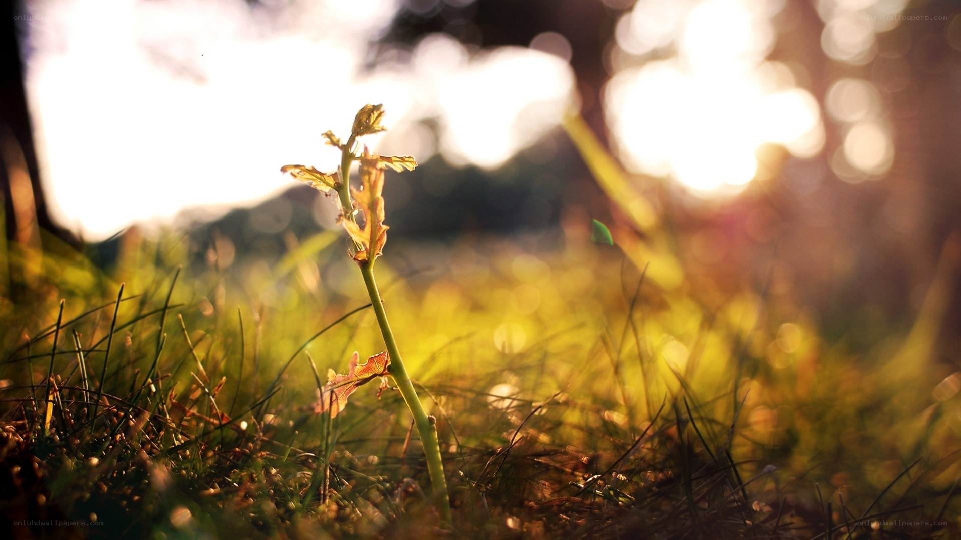 Sunlit sprout in grass