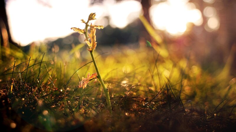 Sunlit sprout in grass