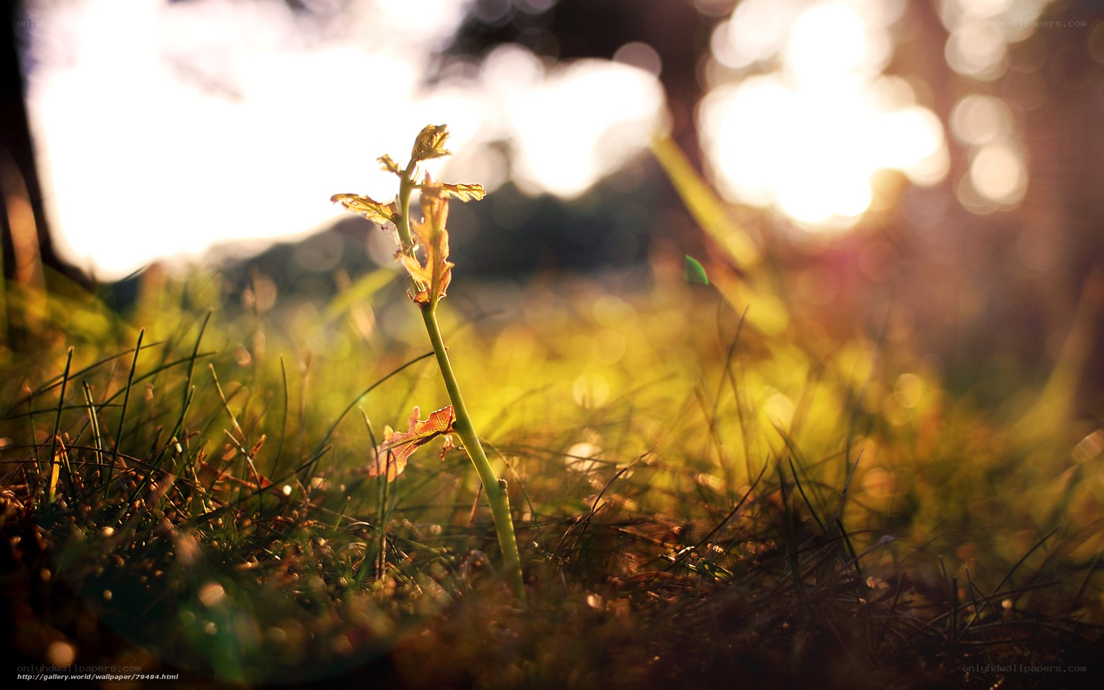 Sunlit sprout in grass