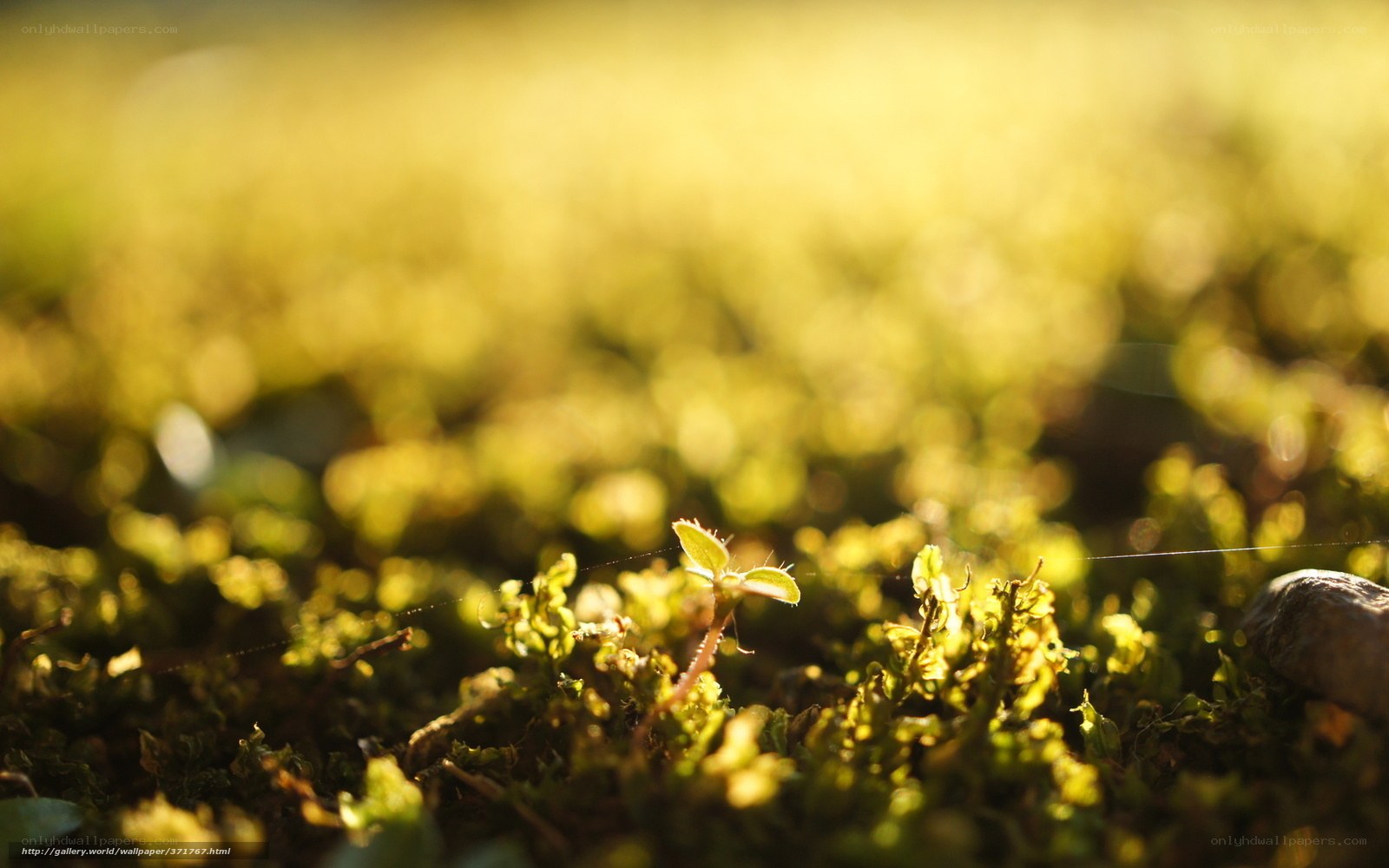 Sunlit sprout in moss