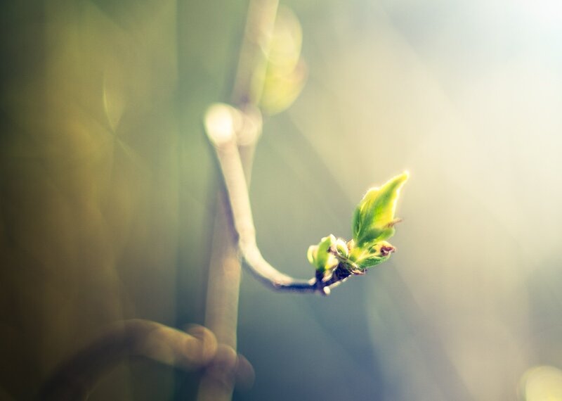 Sunlit sprout on a branch
