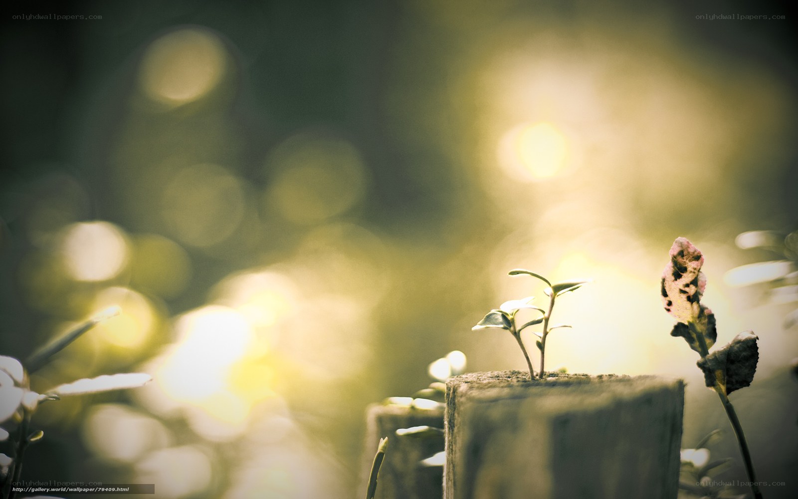 Sunlit sprout on wood