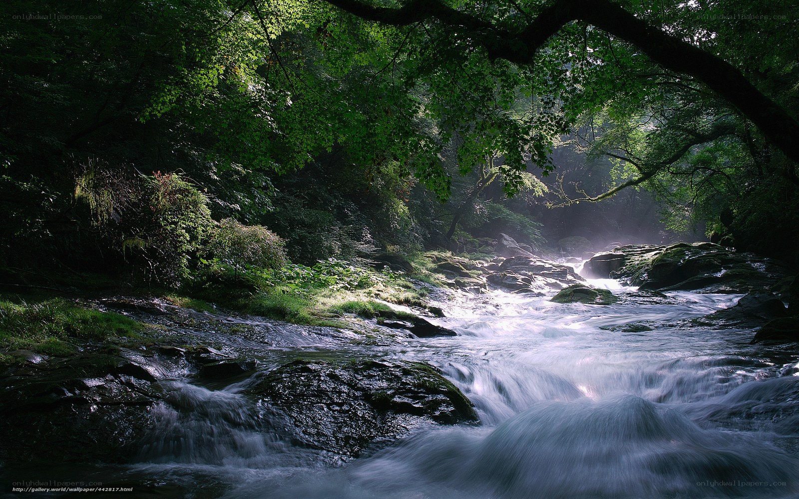 Sunlit stream in forest
