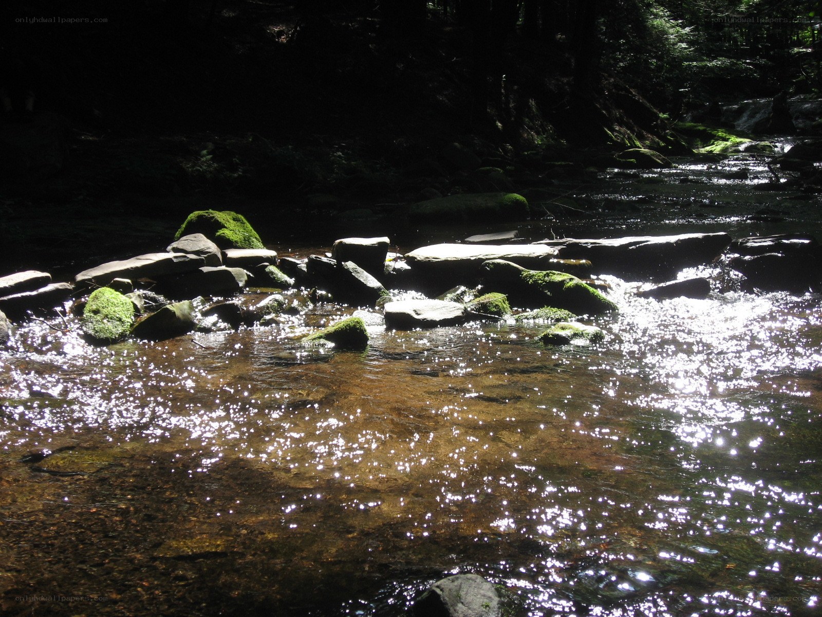 Sunlit stream in forest