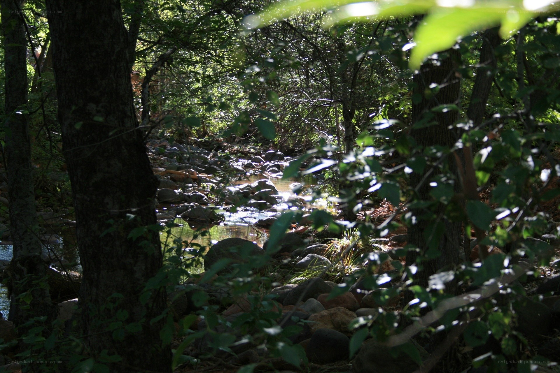 Sunlit stream in forest
