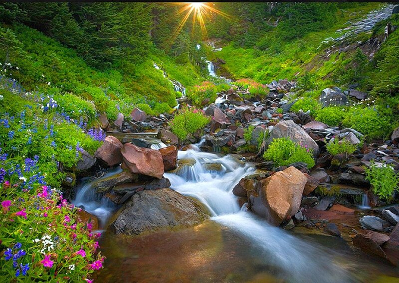 Sunlit stream in forest