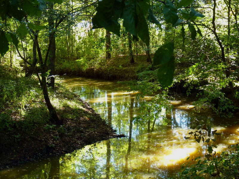 Sunlit stream in forest