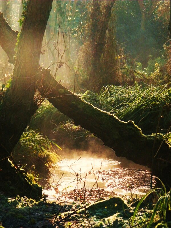 Sunlit Stream in Forest — Green