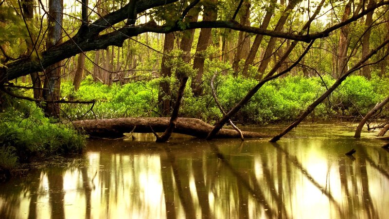 Sunlit swamp forest scene