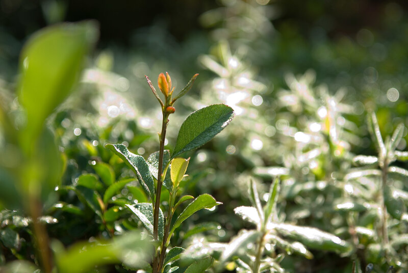 Sunlit tea plant sprout