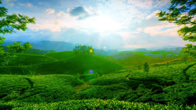 Sunlit tea plantations