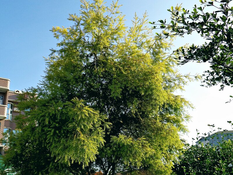 Sunlit tree against blue sky