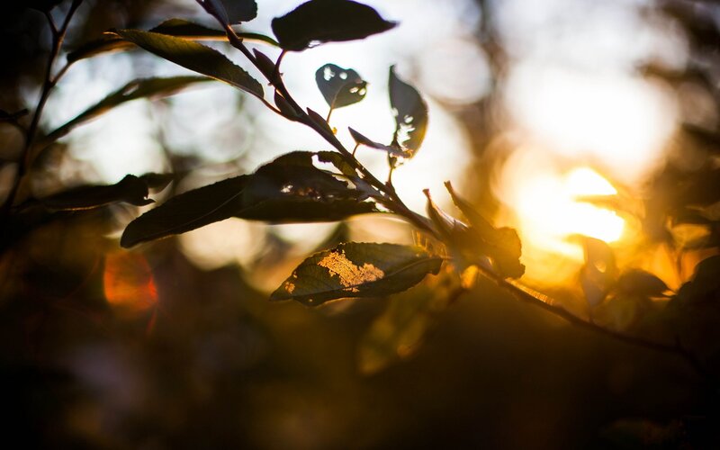 Sunlit Tree Branch — Gold