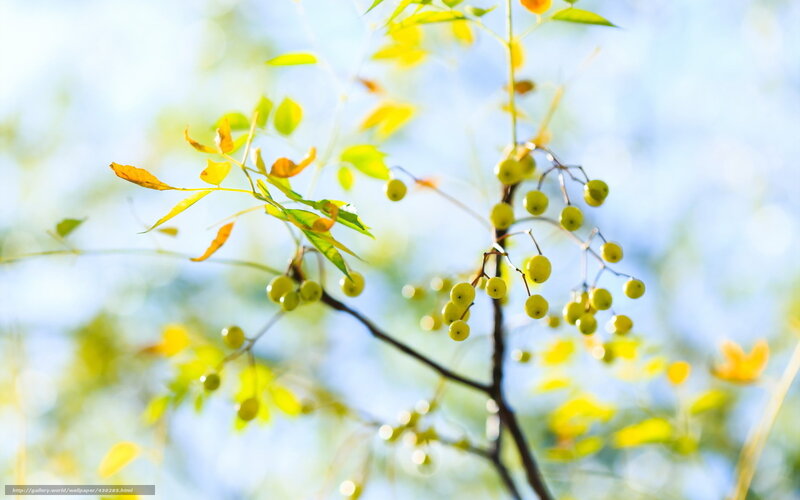 Sunlit tree branch with berries
