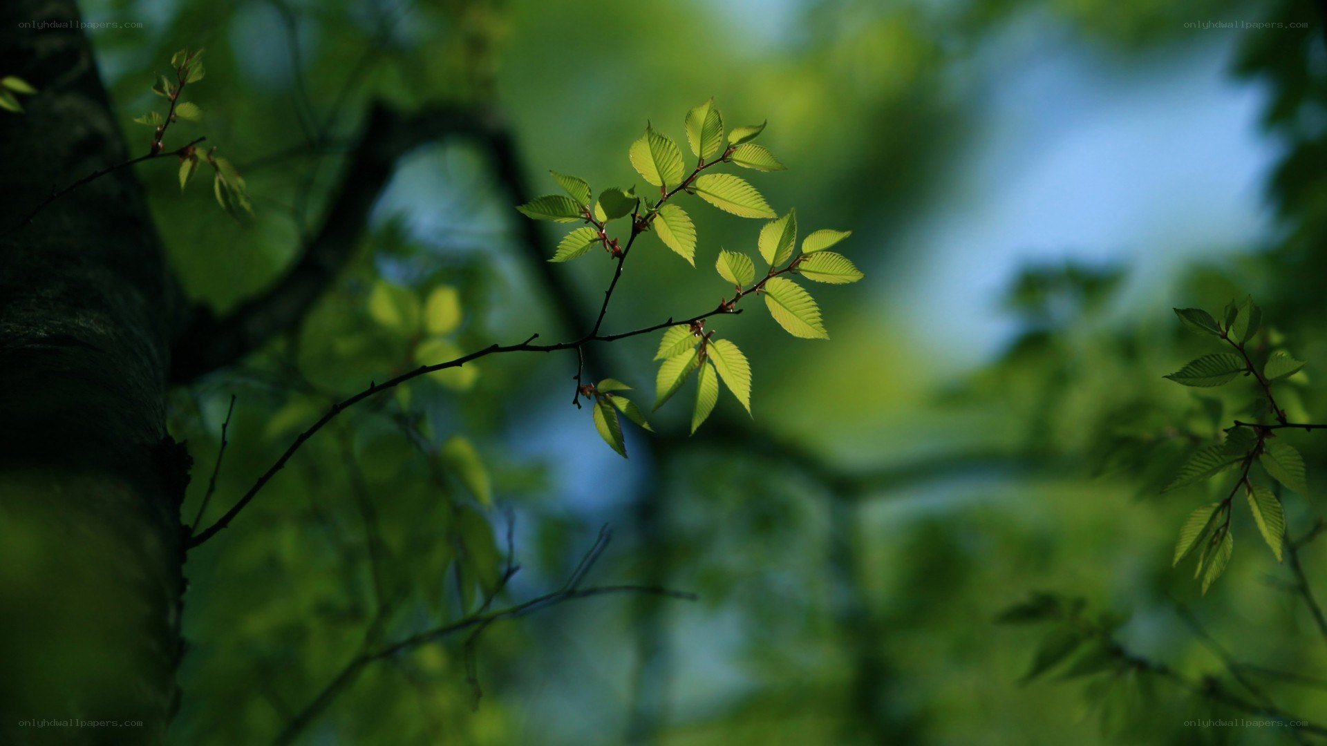 Sunlit tree branch with green leaves