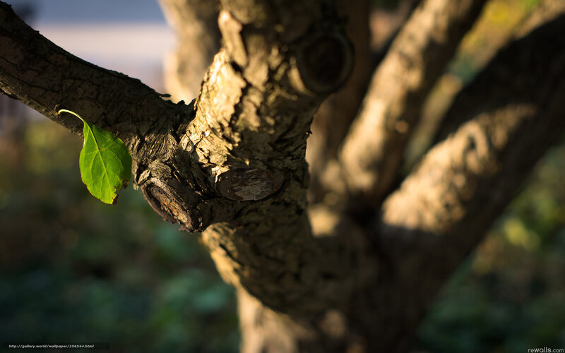 Sunlit tree branch with leaf