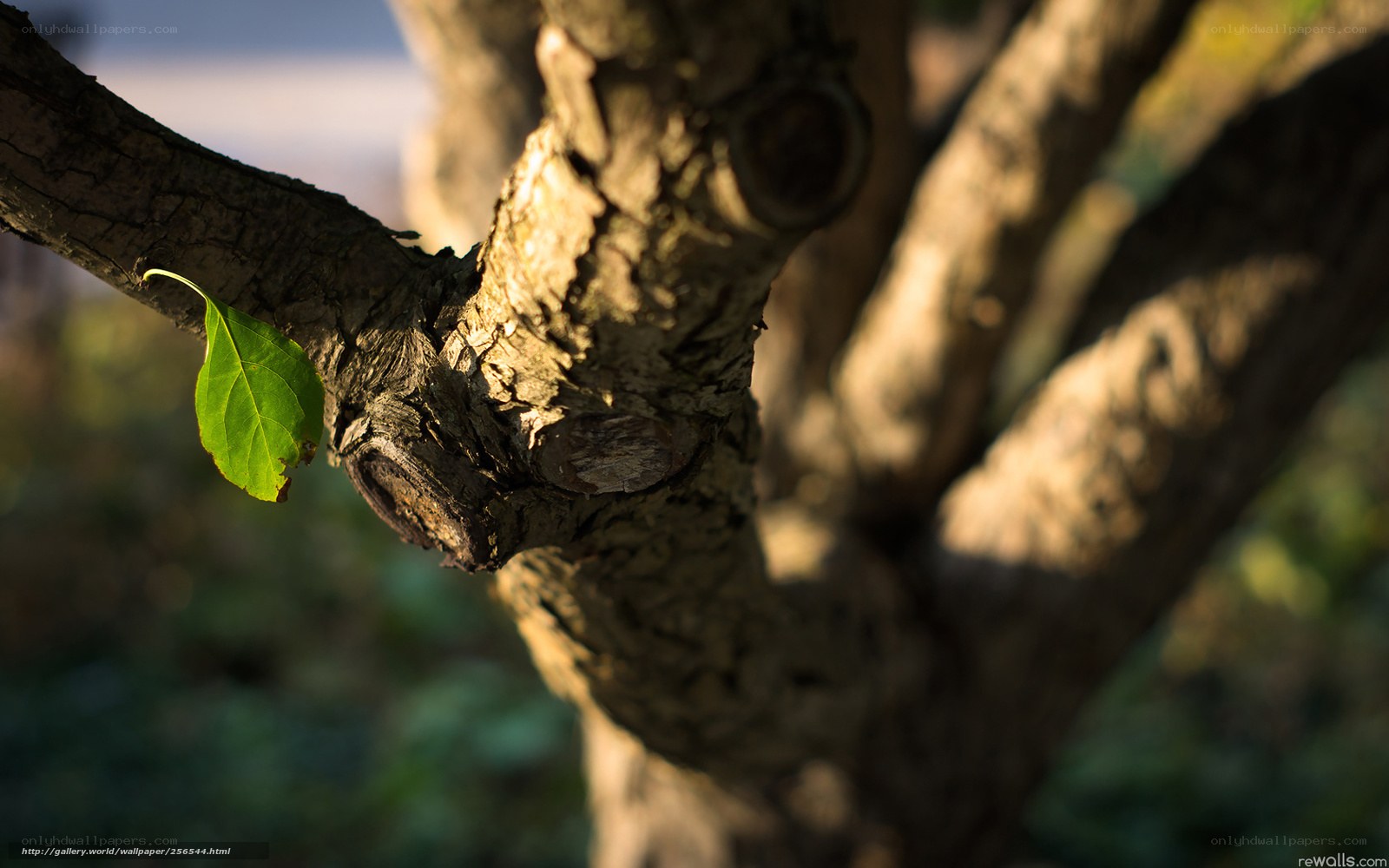 Sunlit tree branch with leaf