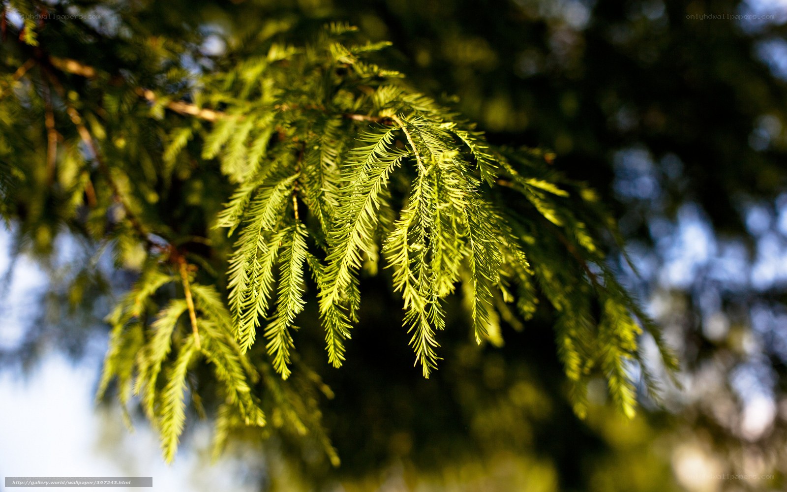 Sunlit tree branch