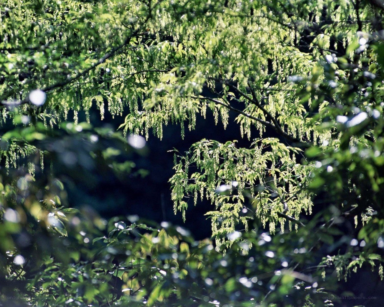 sunlit tree branches