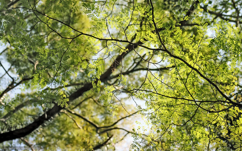 Sunlit Tree Branches — Green