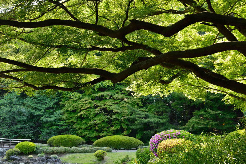 Sunlit tree branches in a garden