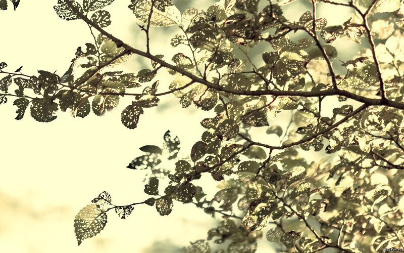 Sunlit tree branches with holes