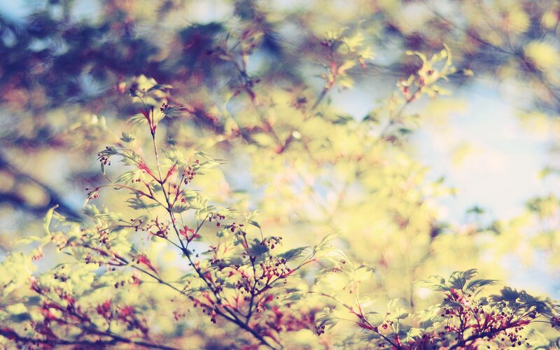 Sunlit tree branches with new leaves