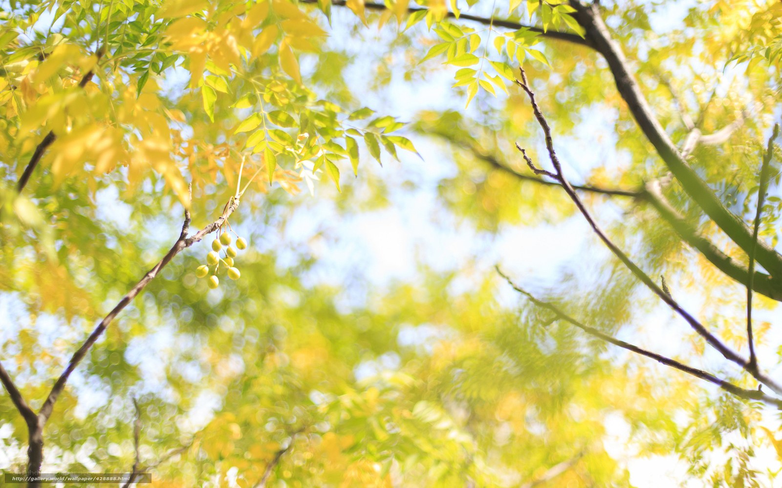 Sunlit tree branches with yellow leaves