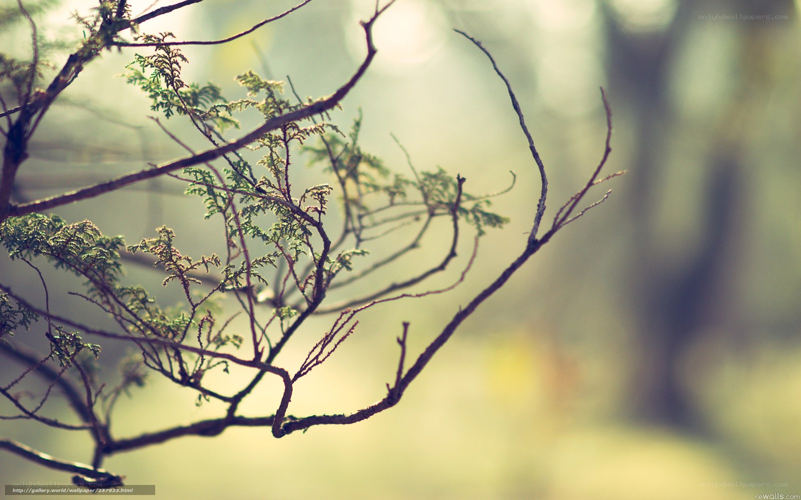 Sunlit tree branches