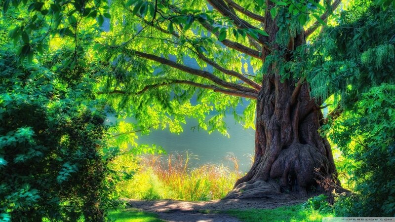 Sunlit tree by a lake
