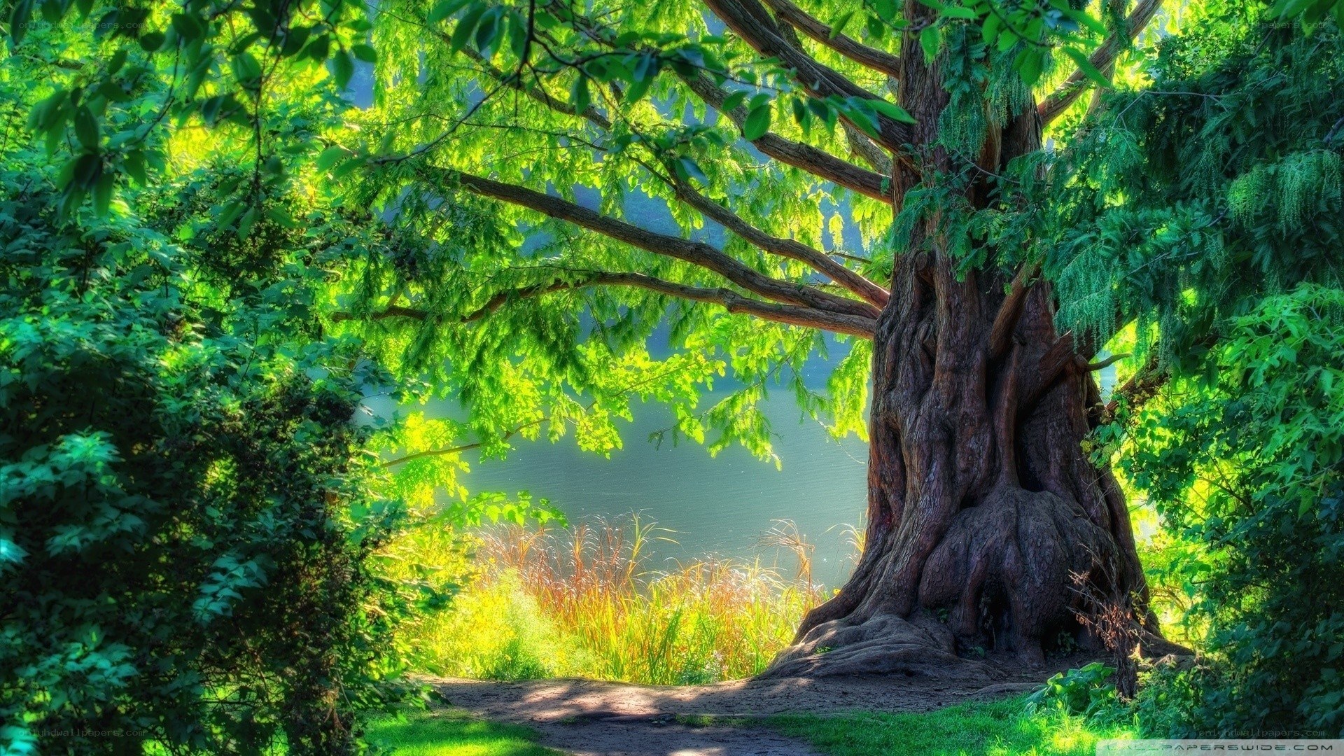 Sunlit tree by a lake