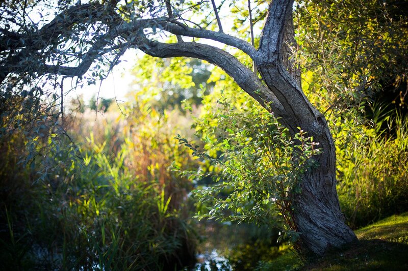 Sunlit tree by a stream