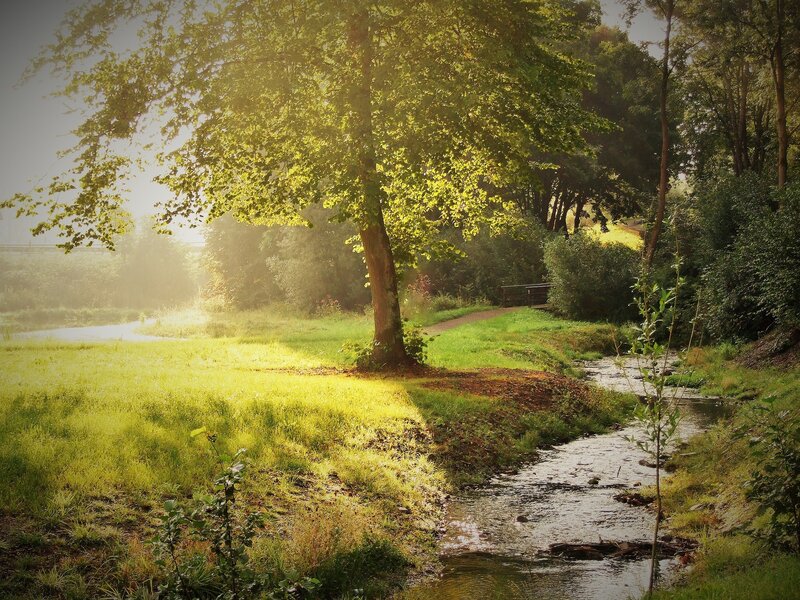 Sunlit Tree by Stream