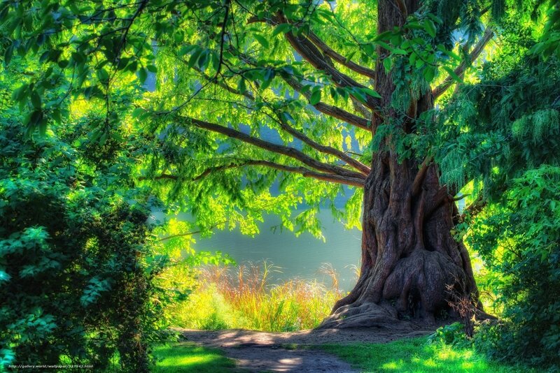Sunlit tree by the lake