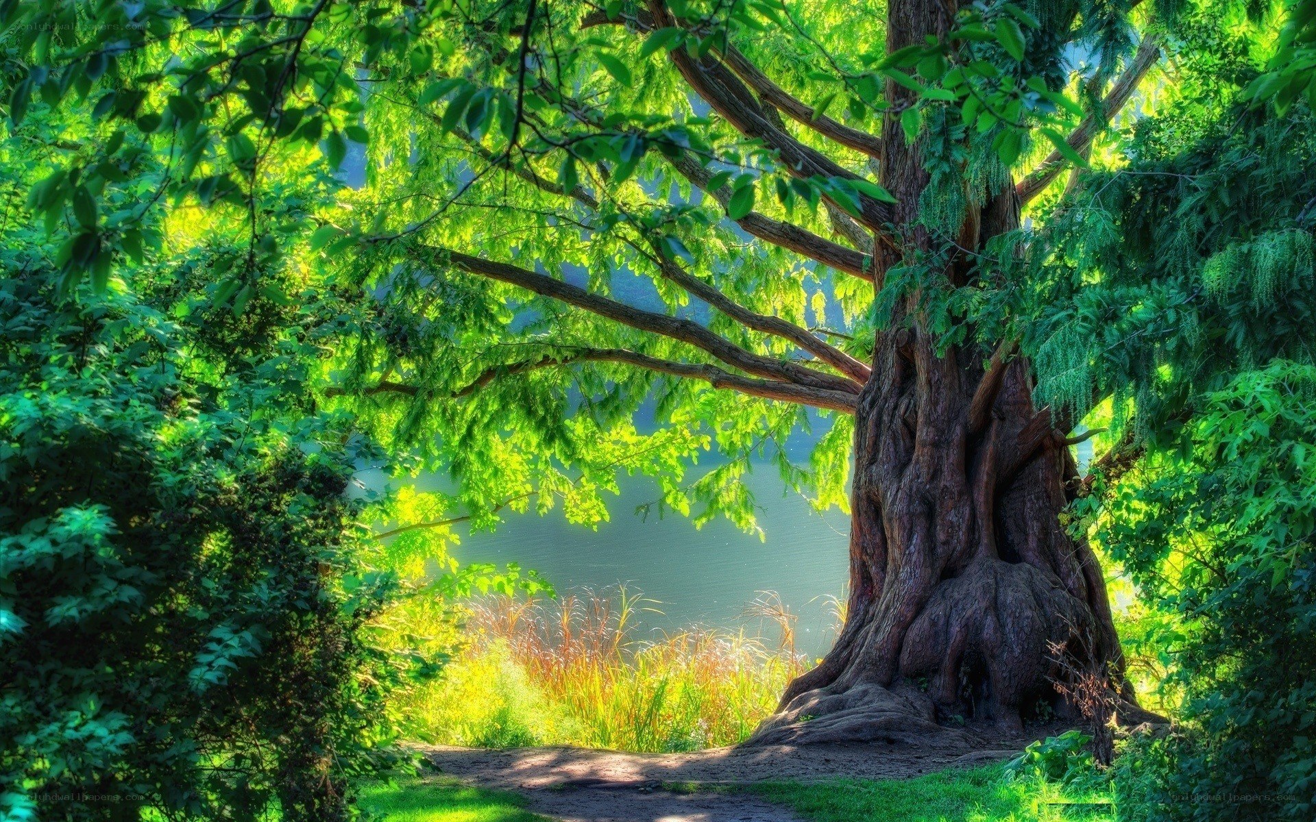 Sunlit tree by the lake