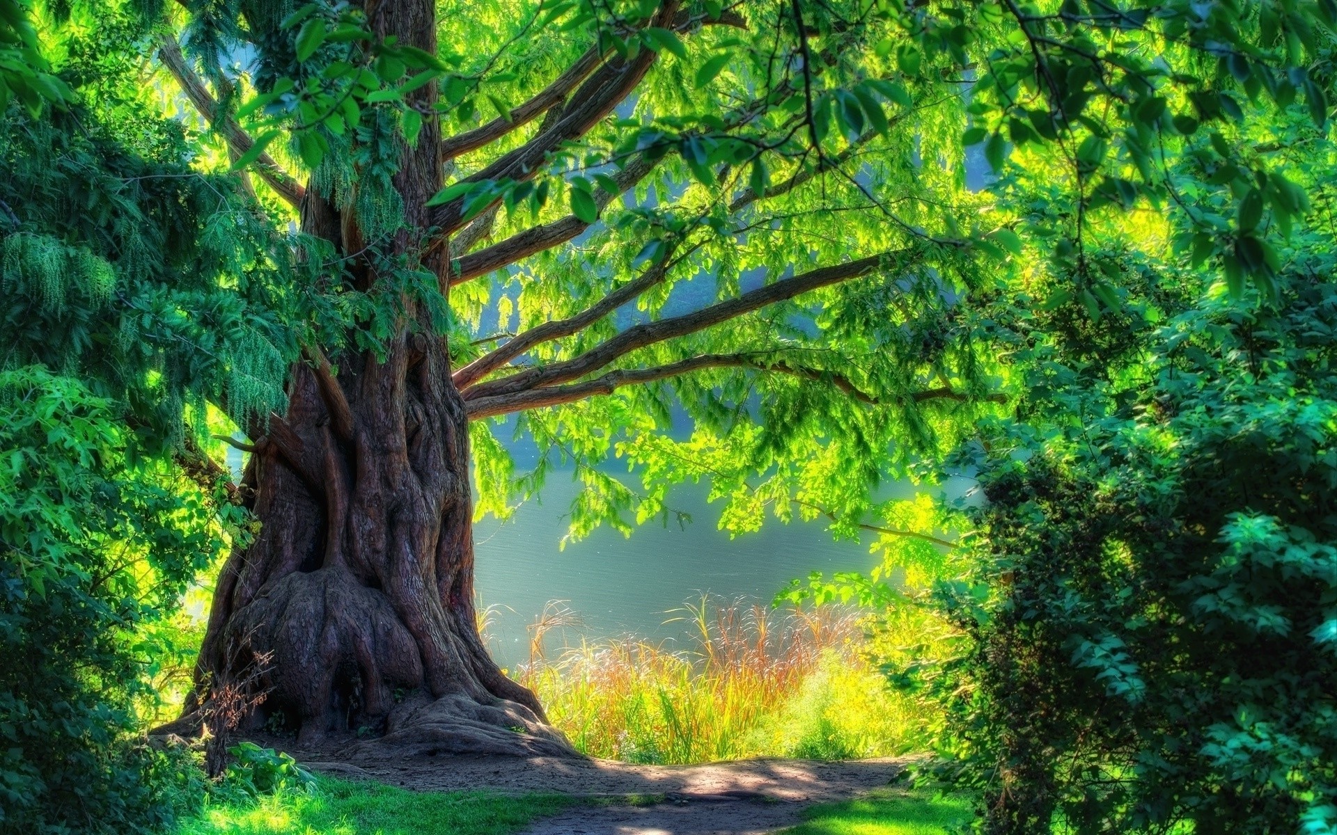 Sunlit tree by the lake