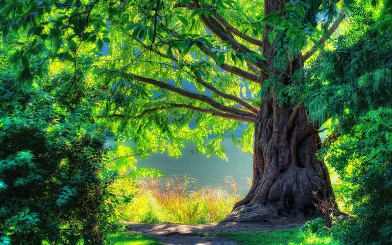 Sunlit tree by the lake